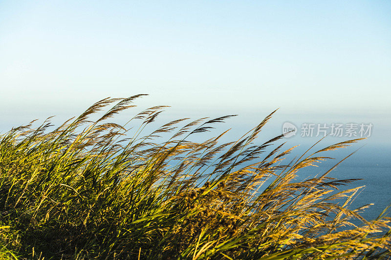 植物在亚得里亚海海岸，Pesaro, Marche地区，意大利